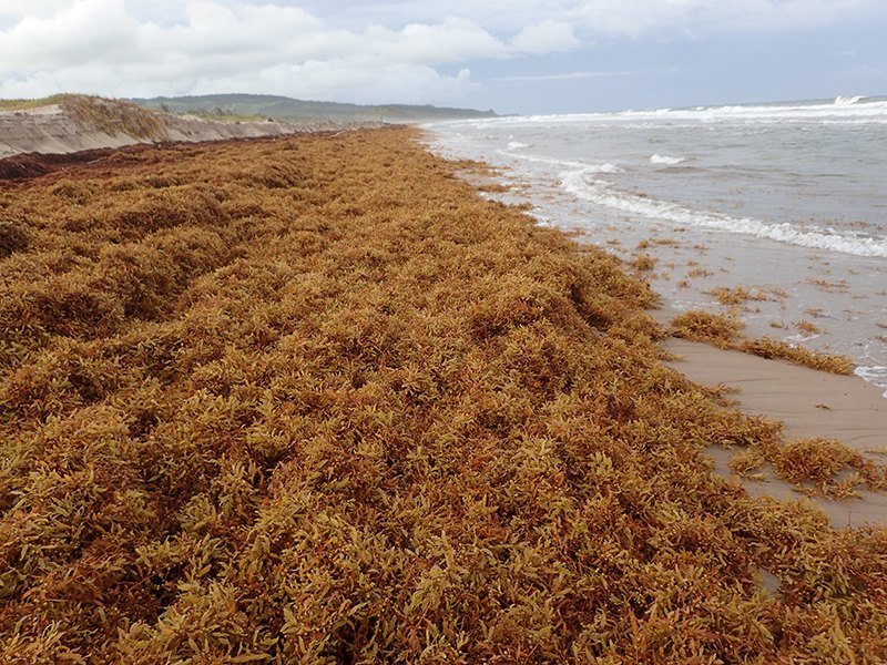 DREVO Coastal Green Corridor
