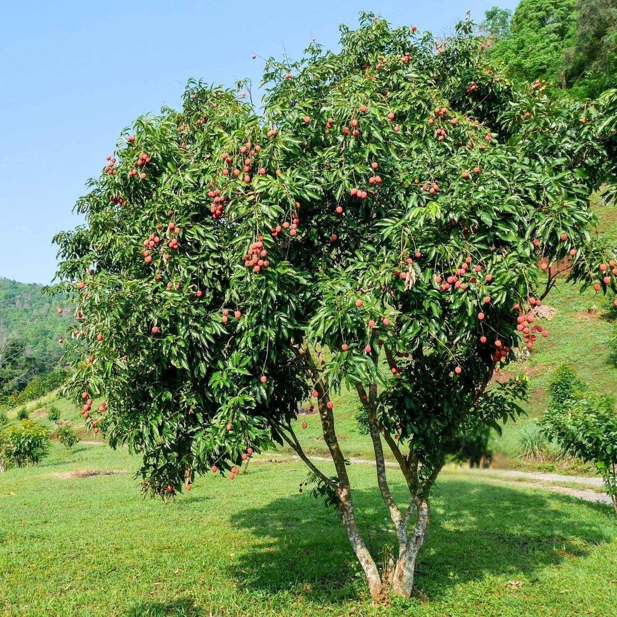 DREVO Coastal Green Corridor