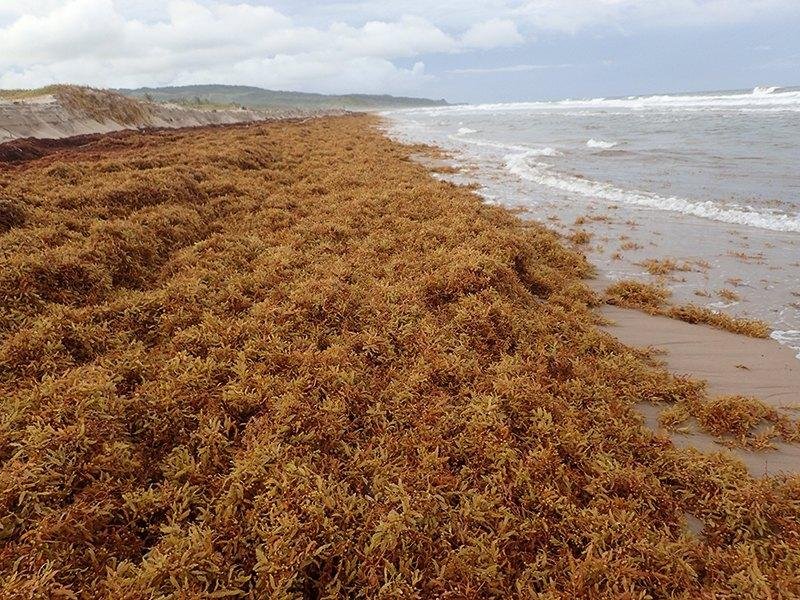 DREVO Coastal Green Corridor