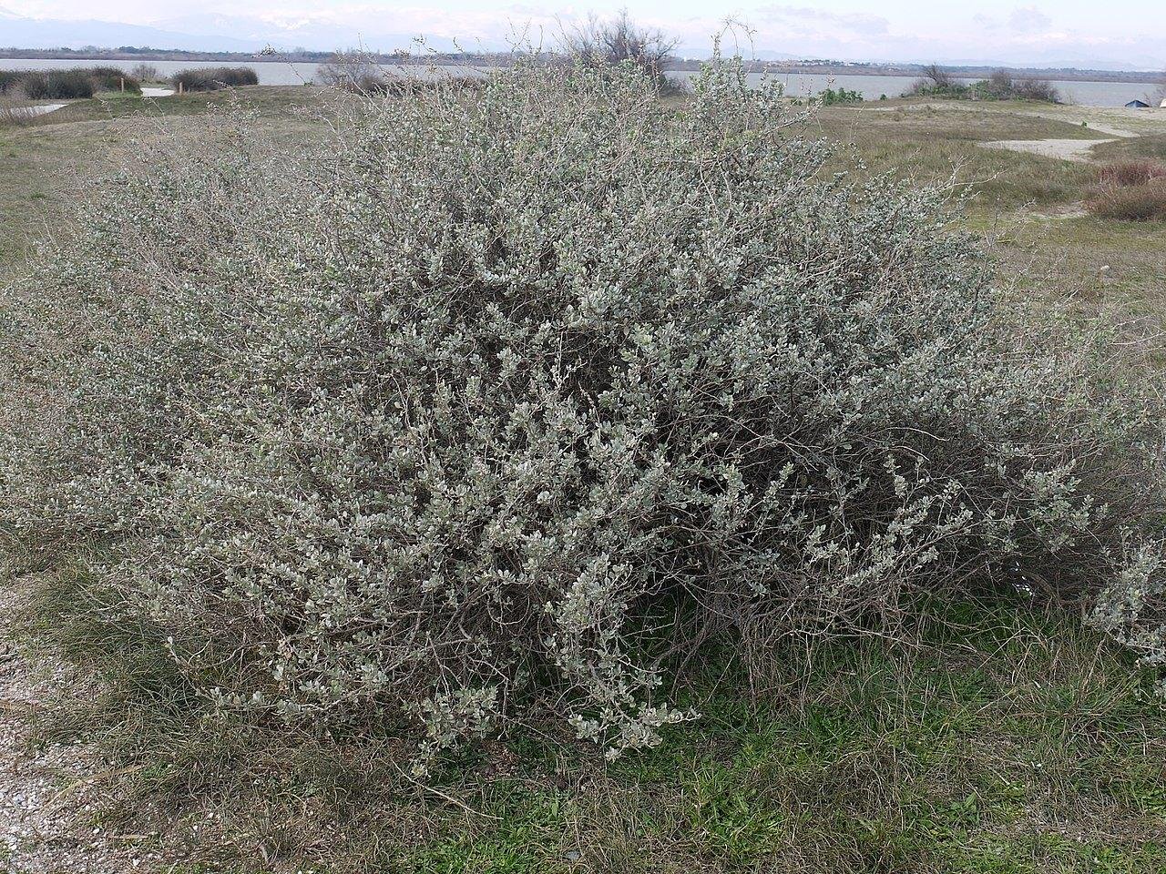 DREVO Coastal Green Corridor