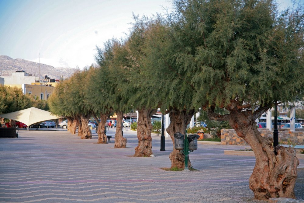 DREVO Coastal Green Corridor