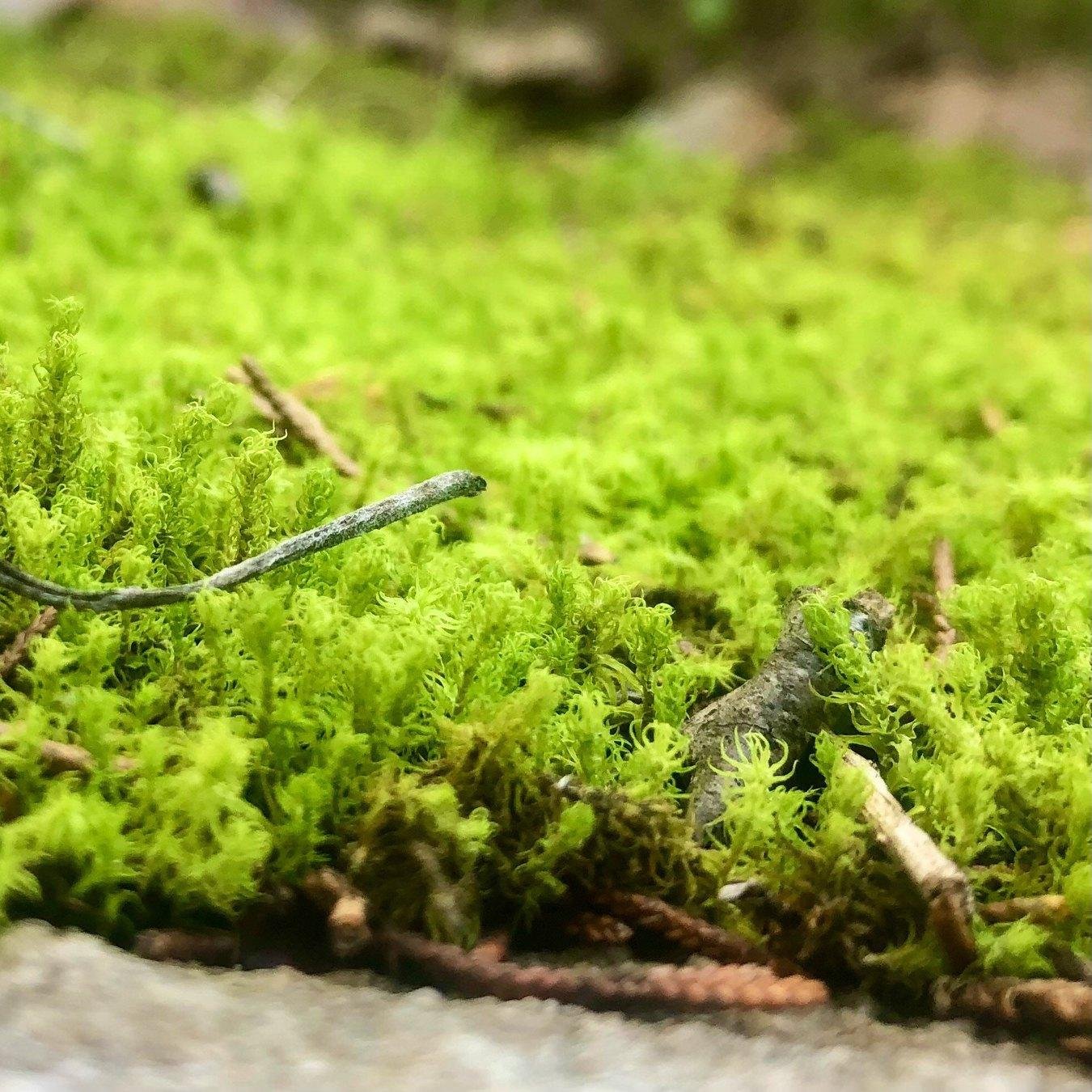 DREVO Coastal Green Corridor