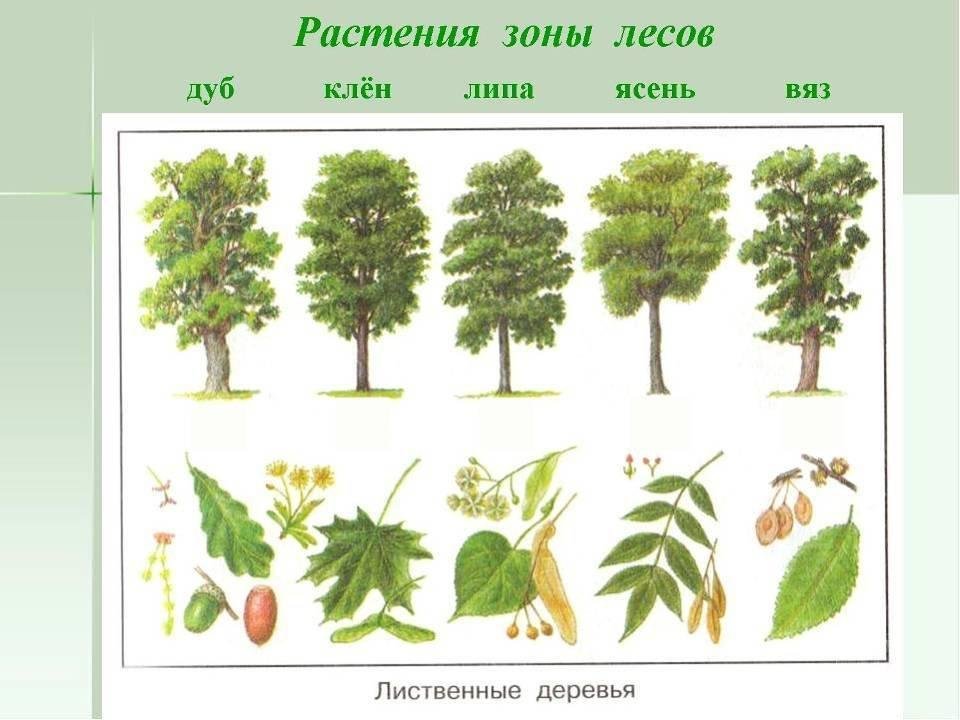Ilustración из исходного документа
